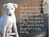 Inspirational Quotes About Losing A Pet Images