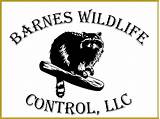 Wildlife Control Insurance Pictures