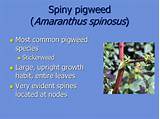 Spiny Pigweed Control