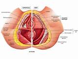 Anatomy Of Pelvic Floor Muscles Images