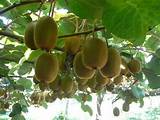 Where Can Kiwi Grow Pictures