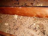 What Do Termite Tracks Look Like