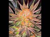 Best Marijuana Buds Pictures