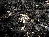 White Ants In Garden Mulch Photos