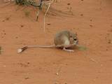 Desert Rat Pictures