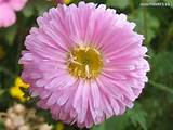 Aster Flower Pictures Pictures