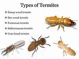 Pictures of Flying Termite Treatment