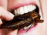 Madagascar Hissing Cockroach Pictures