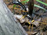 Photos of Ichneumon Wasp