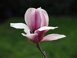 Images of Magnolia Flower Images