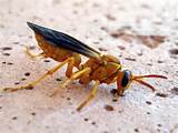 Images of Paper Wasp