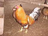Fighting Style Gamefowl Pictures