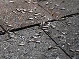 Images of Swarming Termite