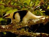 Do Anteaters Eat Fire Ants Images