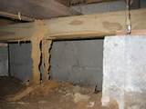 Images of Termite Damage Covered Under Homeowners Insurance
