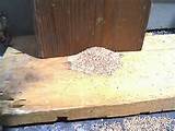 Pictures of Termite Treatment Options California