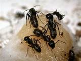 Carpenter Ants Hawaii Pictures