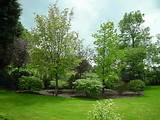 Backyard Landscaping Trees Pictures
