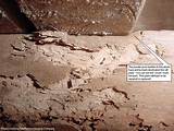 Powderpost Termite Pictures