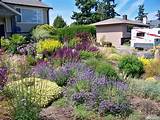 Landscaping Plants By Name Photos