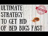 How To Get Rid Of Bed Bugs Yourself Naturally Pictures