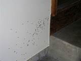 Signs Of Termite Damage Indoors Photos