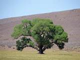 Common Arizona Landscape Plants Pictures