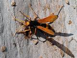 Photos of Spider Wasp