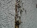 Winged Termite Identification Photos