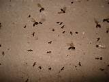 Photos of Sugar Ants Vs Carpenter Ants