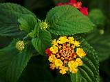 Wild Yellow Flowers Weeds Photos