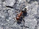 Photos of Carpenter Ants Video