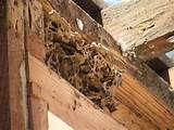Images of Termite Infestation