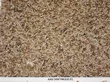 Photos of Wet Carpet Mildew Smell