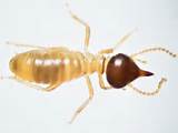 Photos of Termite Ants Photos
