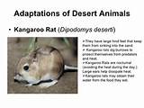 Kangaroo Rat Adaptations Pictures