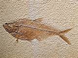 Pictures of What Are Transitional Fossils