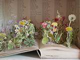 Flower Pop Up Book Pictures