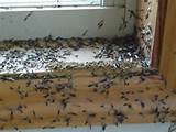 Anti Termite Treatment Noida