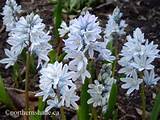 White Spring Flowers From Bulbs Pictures
