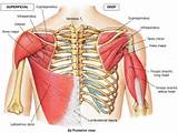 Photos of Infraspinatus Muscle Exercises