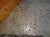 Termites W Wings Pictures
