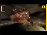 Images of Youtube Fire Ants Attack