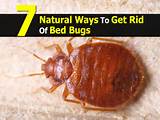 Images of How To Get Rid Of Bed Bugs The Natural