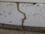 Pictures of Termite Nest In House