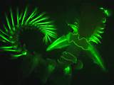 Images of Burglar Alarm Bioluminescence