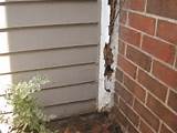 Photos of Termite Damage Look Like