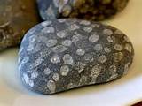 Images of Fossils In Rocks