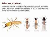 Pictures of White Ants Vs Termites