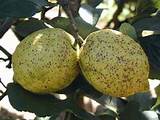 Pest Spray For Lemon Tree Pictures